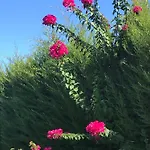 19 فندق Çeşme