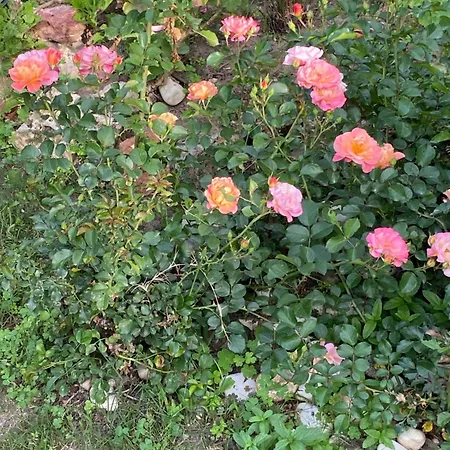 Hotell 19 Apart Çeşme